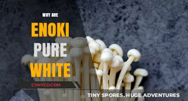 Unveiling the Mystery: Why Enoki Mushrooms are Pure White