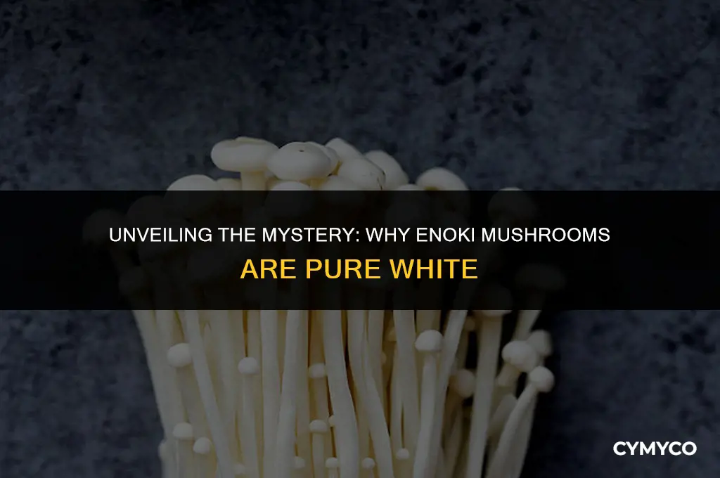 why are enoki pure white