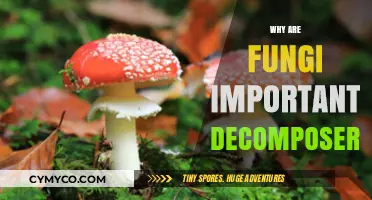 The Crucial Role of Fungi as Nature's Master Decomposers