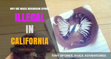 Understanding the Legal Status of Magic Mushroom Spores in California