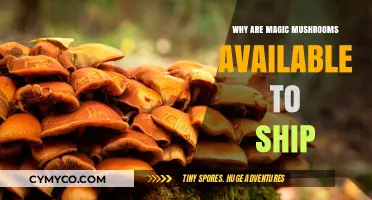 Exploring the Legal Landscape: Shipping Magic Mushrooms Across Borders