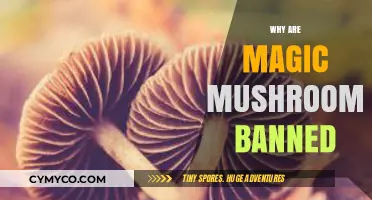 Exploring the Controversial Prohibition of Magic Mushrooms