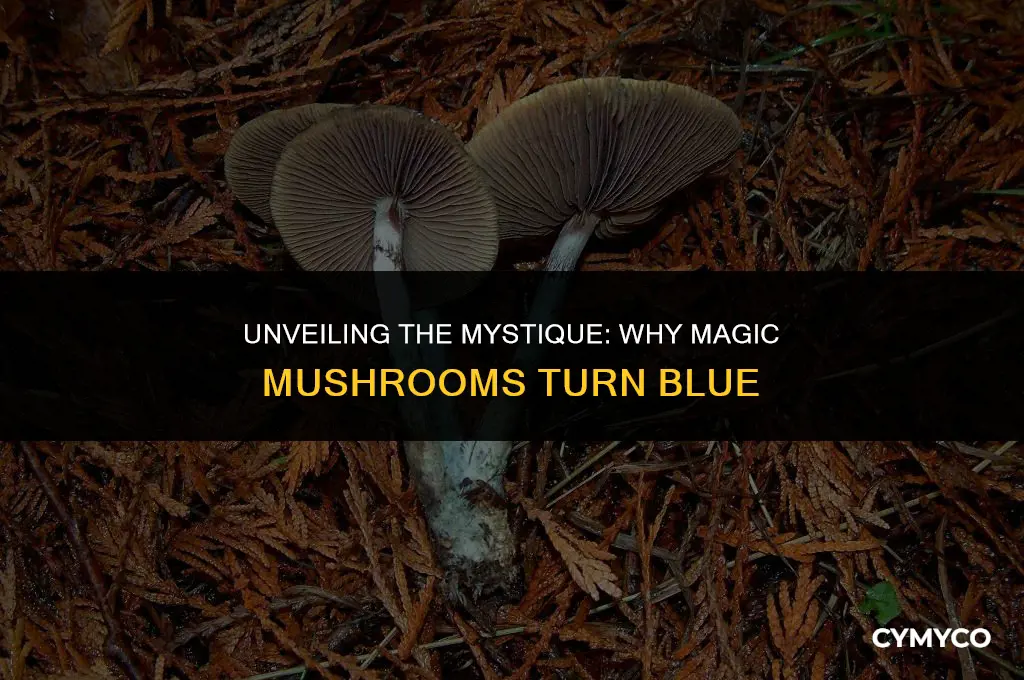 why are magic mushrooms blue