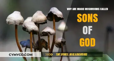 Divine Origins: The Sacred Significance of Magic Mushrooms