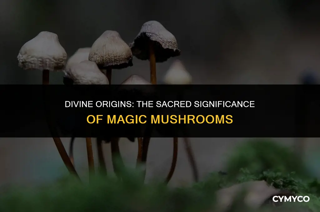 why are magic mushrooms called sons of god