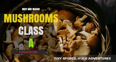 Exploring the Legal Classification of Magic Mushrooms: A Comprehensive Guide