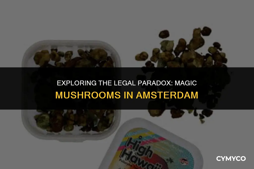 why are magic mushrooms illegal in amsterdam