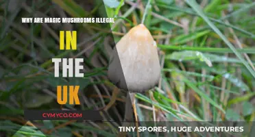 Understanding the Legal Status of Magic Mushrooms in the UK