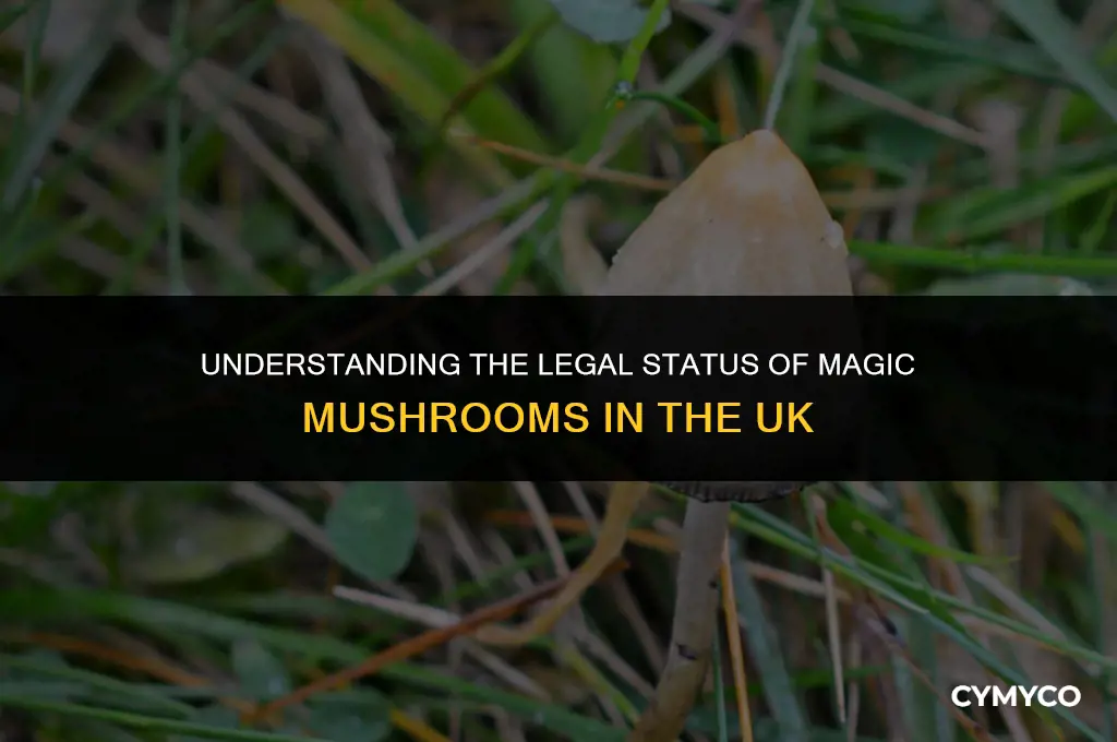 why are magic mushrooms illegal in the uk