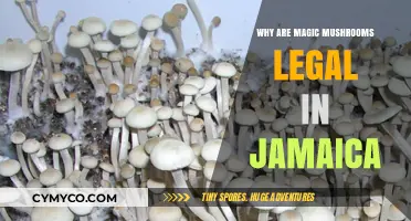 Exploring Jamaica's Legal Landscape: The Magic Mushroom Exception