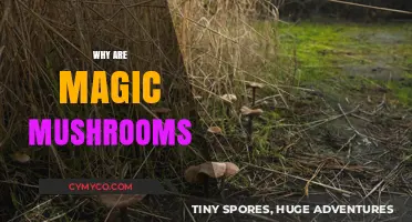 Exploring the Enchanting World of Magic Mushrooms: A Comprehensive Guide