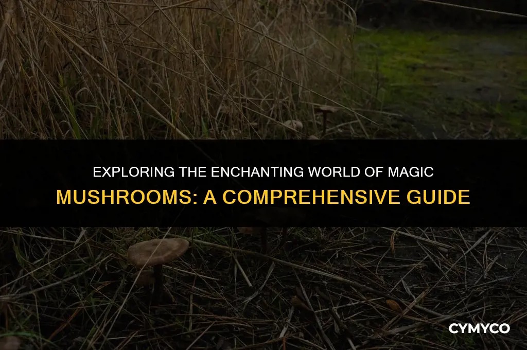why are magic mushrooms