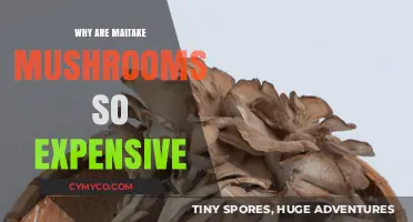 The Costly Culinary Delight: Exploring Maitake Mushrooms' High Price Tag