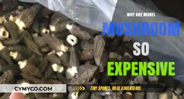 The Costly Morel: Unraveling the Mystery Behind Their High Price Tag