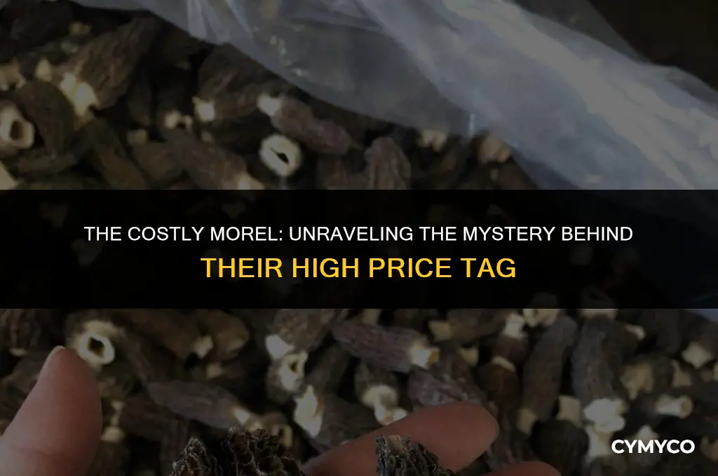 why are morel mushrooms so expensive