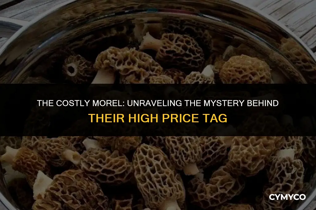 why are morels so expensive