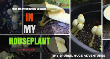 Mushrooms in Houseplants: Causes, Concerns, and Effective Removal Tips
