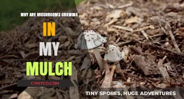 Mushrooms in Mulch: Causes, Concerns, and How to Manage Them