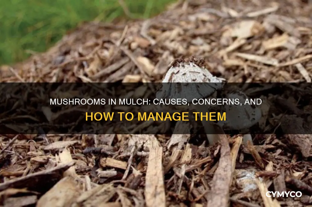 why are mushrooms growing in my mulch