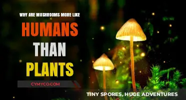 Unveiling the Surprising Human-Mushroom Connection: A Mycological Journey