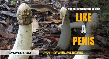 Exploring Nature's Curiosities: The Unique Shape of Mushrooms