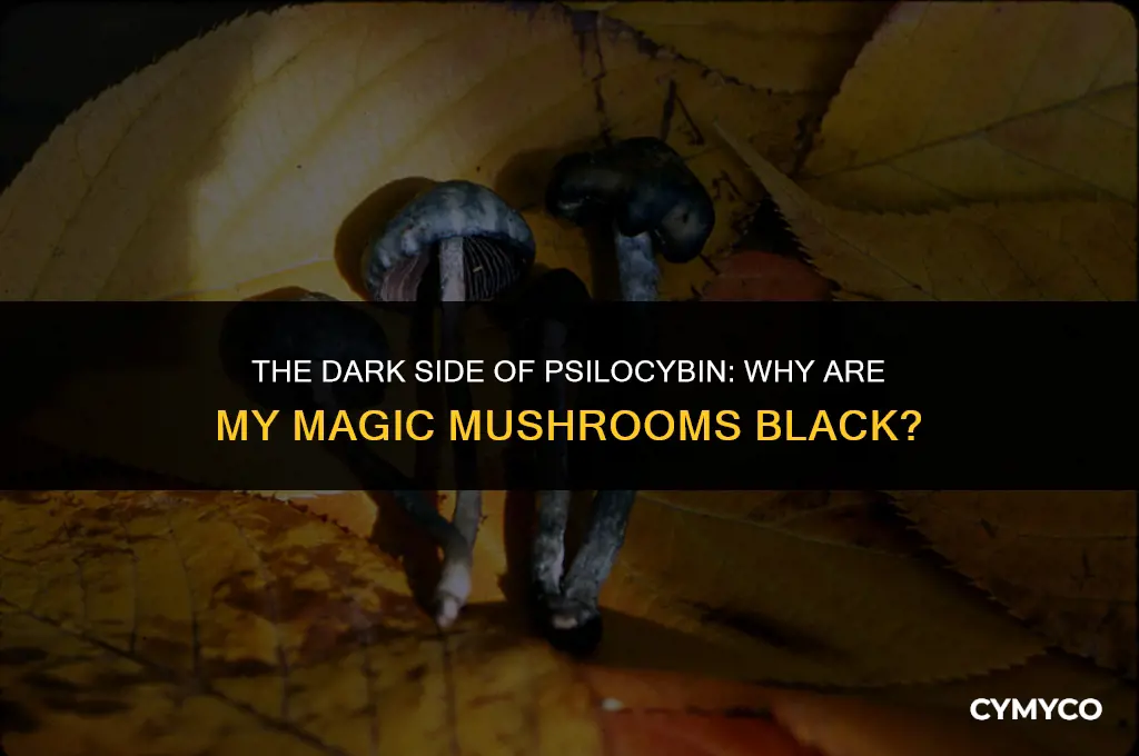 why are my magic mushrooms black