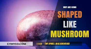 The Curious Case of Mushroom-Shaped Oenis: An Exploration