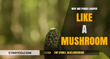 The Intriguing Evolution of the Penis: A Mushroom Shape Mystery