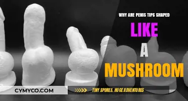 The Intriguing Evolution of Penis Tip Shape: A Mushroom Analogy