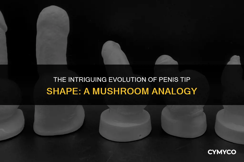 why are penis tips shaped like a mushroom