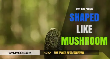 The Intriguing Evolution of Penis Shape: A Mushroom Analogy