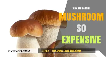 The Pricy Porcini: Unveiling the Reasons Behind Their High Cost