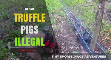 Why Truffle Pigs Are Illegal: Uncovering the Controversial Ban