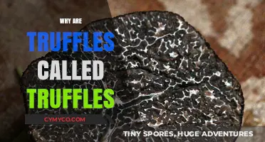 Unveiling the Mystery: Why Are Truffles Called Truffles?