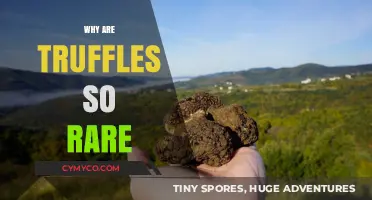 The Elusive Truffle: Unraveling the Mystery of Its Rarity