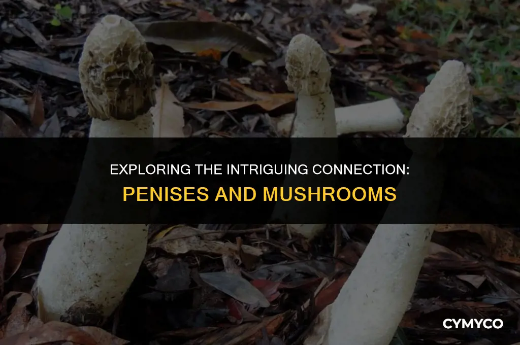 why ate penises shaped like mushrooms