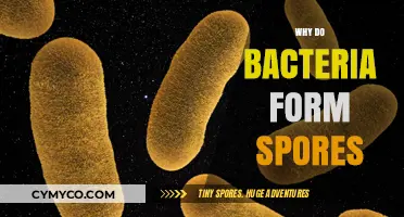 Unveiling the Survival Strategy: Why Bacteria Form Spores