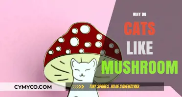 Feline Fascination: Unveiling the Mystery of Cats and Mushrooms