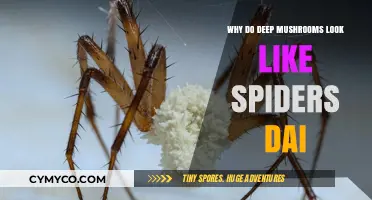 Exploring the Uncanny Resemblance: Deep Mushrooms and Spider Dais