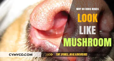 The Curious Case of Canine Noses: A Mushroom-like Mystery