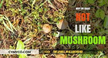 Canine Cuisine: Unveiling the Mystery Behind Dogs' Mushroom Aversion