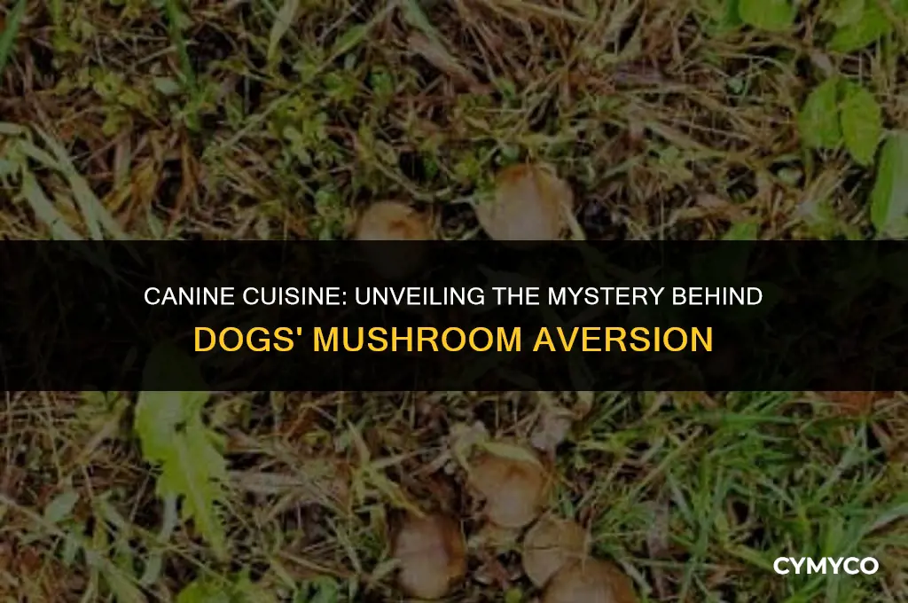 why do dogs not like mushrooms