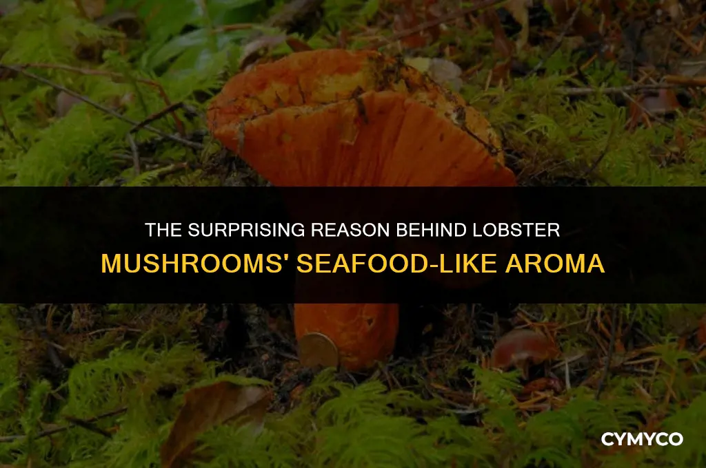 why do lobster mushrooms smell like lobster
