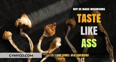 Exploring the Unpalatable: A Journey into Psilocybin's Flavor Profile