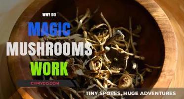 Unveiling the Mystique: How Magic Mushrooms Alter Perception and Reality