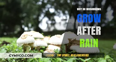 Nature's Umbrella: Why Mushrooms Thrive After Rainfall