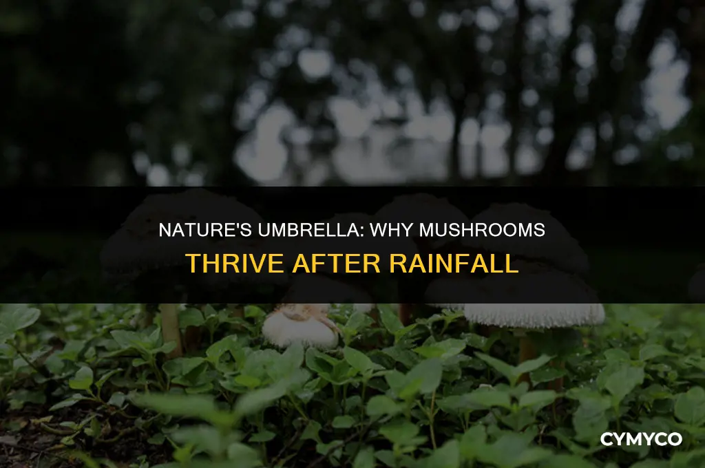 why do mushrooms grow after rain