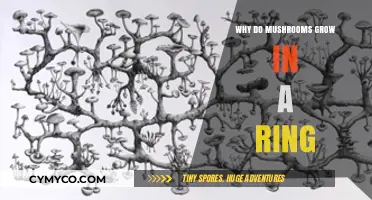 Nature's Circle: Unveiling the Mystery of Ring-Forming Mushrooms