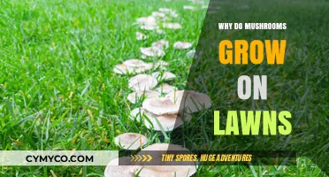 Nature's Lawn Care: The Surprising Benefits of Mushrooms in Your Yard