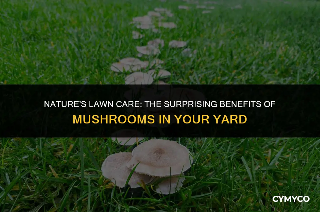 why do mushrooms grow on lawns